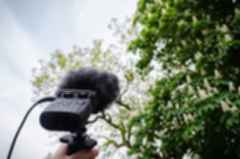 Audio recorder on a shockmount recording birds in a tree